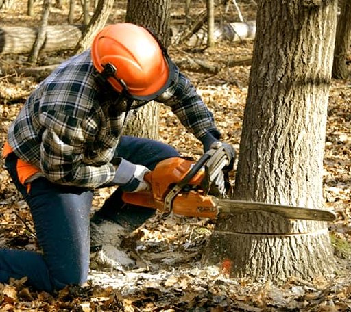 Tree Removal in Healy, KS